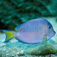 Atlantic Blue Tang - Medium