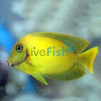 Chocolate Tang - Large