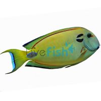 Double Line Tang - Large