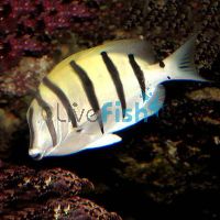 Tang Convict Surgeonfish - Medium