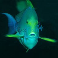 Tang Yellowfin Surgeonfish - Medium