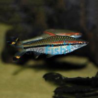 Adult Red Line Torpedo Barb 10cm