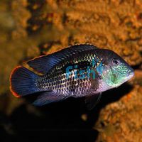 Silver Saum 12cm - Aequidens Rivulatus White Edged