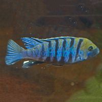 Cynotilapia Yellow Afra 4cm