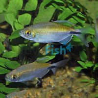 African Longfin Tetra 3.5cm