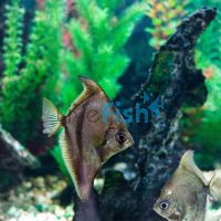 Mono Sebae - Brackish 3cm