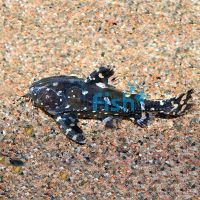 Spotted Talking Catfish 4cm