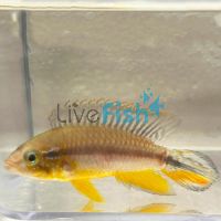 Agassizii Tefe Pearl Blue 3cm