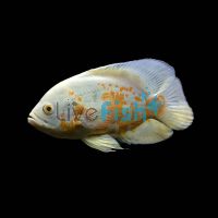 Albino Oscar 9cm