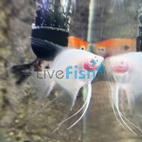 Albino Blushing Angel 6cm