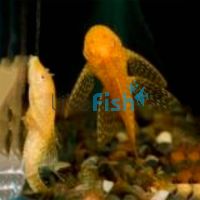 L/F Albino Bristlenose Catfish 12cm