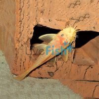 Albino Bristlenose Catfish 5cm