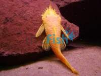 Albino Bristlenose Catfish 5cm