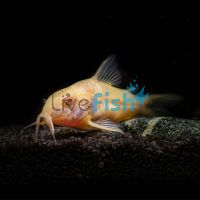Albino Corydoras 3.5cm