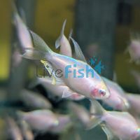 Albino Emperor Tetra 3cm