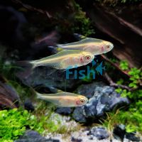 Albino Lemon Tetra 3cm