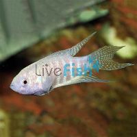 Albino Paradise Fish 3.5cm 