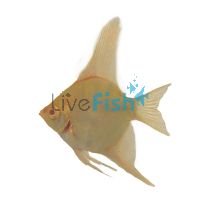 Albino Peruensis Altum Angel 3.5cm