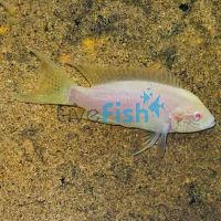 Albino Princess Cichlid 3.5cm