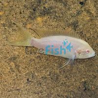 Albino Princess Cichlid 3cm