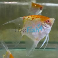 Albino Red Cap Angelfish 4.5cm