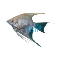 Albino Red Eye Angelfish 4.5cm 