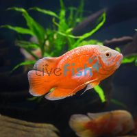 Albino Red Oscar 4cm