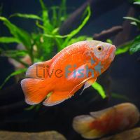 Albino Red Oscar 7cm