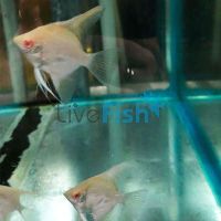Red Shoulder Angelfish 4.5cm