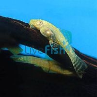 Albino Sailfin Plecostomus 4cm