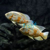 Albino Tiger Oscar 8cm