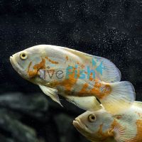 Albino Tiger Oscar 4cm