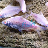 Albino Tinfoil Barbs 6cm