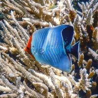 Butterflyfish Finger Print - Medium