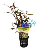 Alternanthera Reineckii - Mini Pot