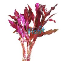Alternanthera Reineckii - Mini Submersed
