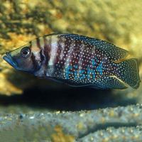 Altolamprologus Calvus 5cm