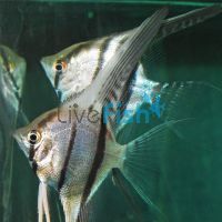 Altum Angel Fish 7cm F1