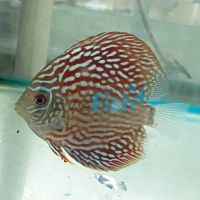 Altum Flora Discus 12cm
