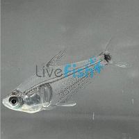 Amazonas Viridio Tetra - Wild Caught 4cm