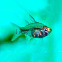 Glass Fish - Chanda Ranga 4cm