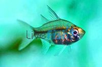 Olive Glass Fish 3.5cm