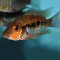 Turquoise Cichlid 4cm