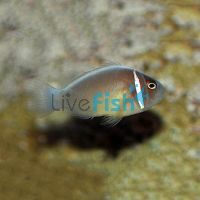 Pink Skunk Clownfish - Large