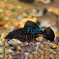 Peppermint Bristlenose 4cm