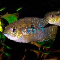 Blue Spot Acara 3.5cm 