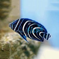 Koran Angelfish - Small Juvenile