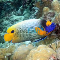 Angelfish Blue-Face - Juvenile 