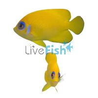 Angelfish Lemonpeel - Medium