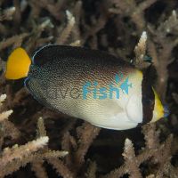 Angelfish Singapore - Large